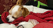 Precious Princess is registered to the contest to win money with this photo: animal, blanket, brown, closeup, collar, comfort, couch, cozy, dog, fur, home, indoors, pet, red, relaxation, resting, sleeping, snuggling, soft, white