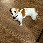 Precious Princess is registered to the contest to win money with this photo: animal, box, brown_spots, chihuahua, collar, companion, curious, cute, dog, domestic_animal, floor, home, household, indoor, looking_up, pet, small_dog, storage_bin, white_dog, wooden_floor