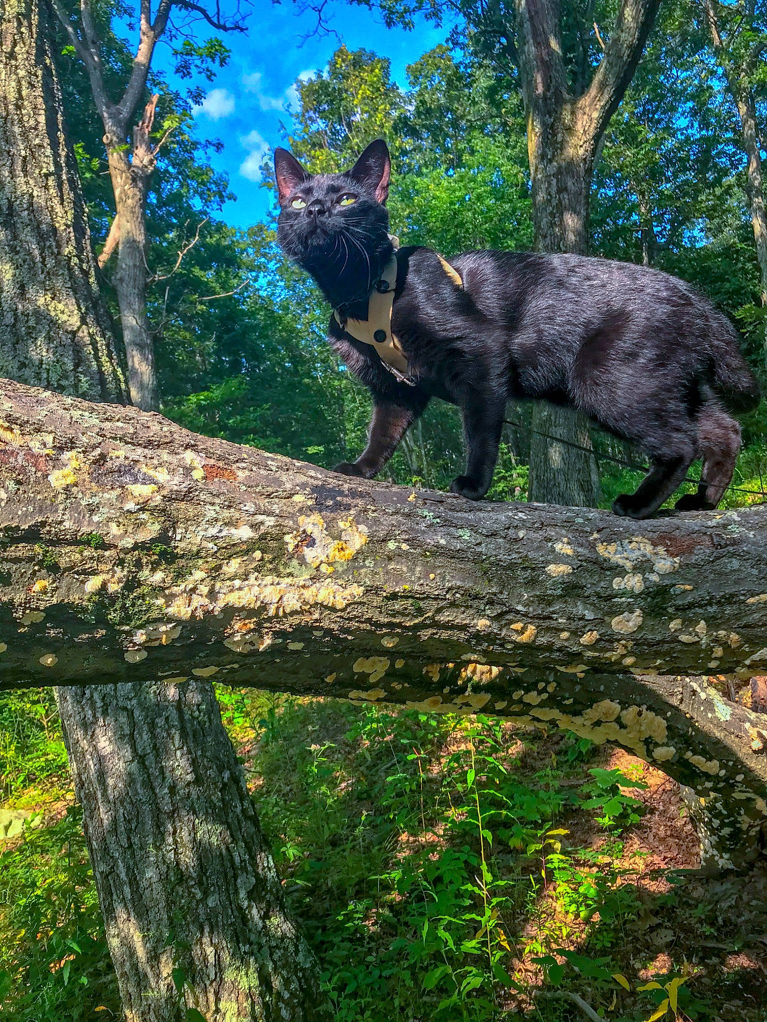 Magi Matheson Mistletoe is registered to the contest to win money with this photo: biome, botany, carnivore, dog_breed, fawn, felidae, forest, grass, groundcover, natural_landscape, plant, small_to_medium_sized_cats, tail, terrestrial_animal, terrestrial_plant, tree, trunk, vegetation, wood, woodland