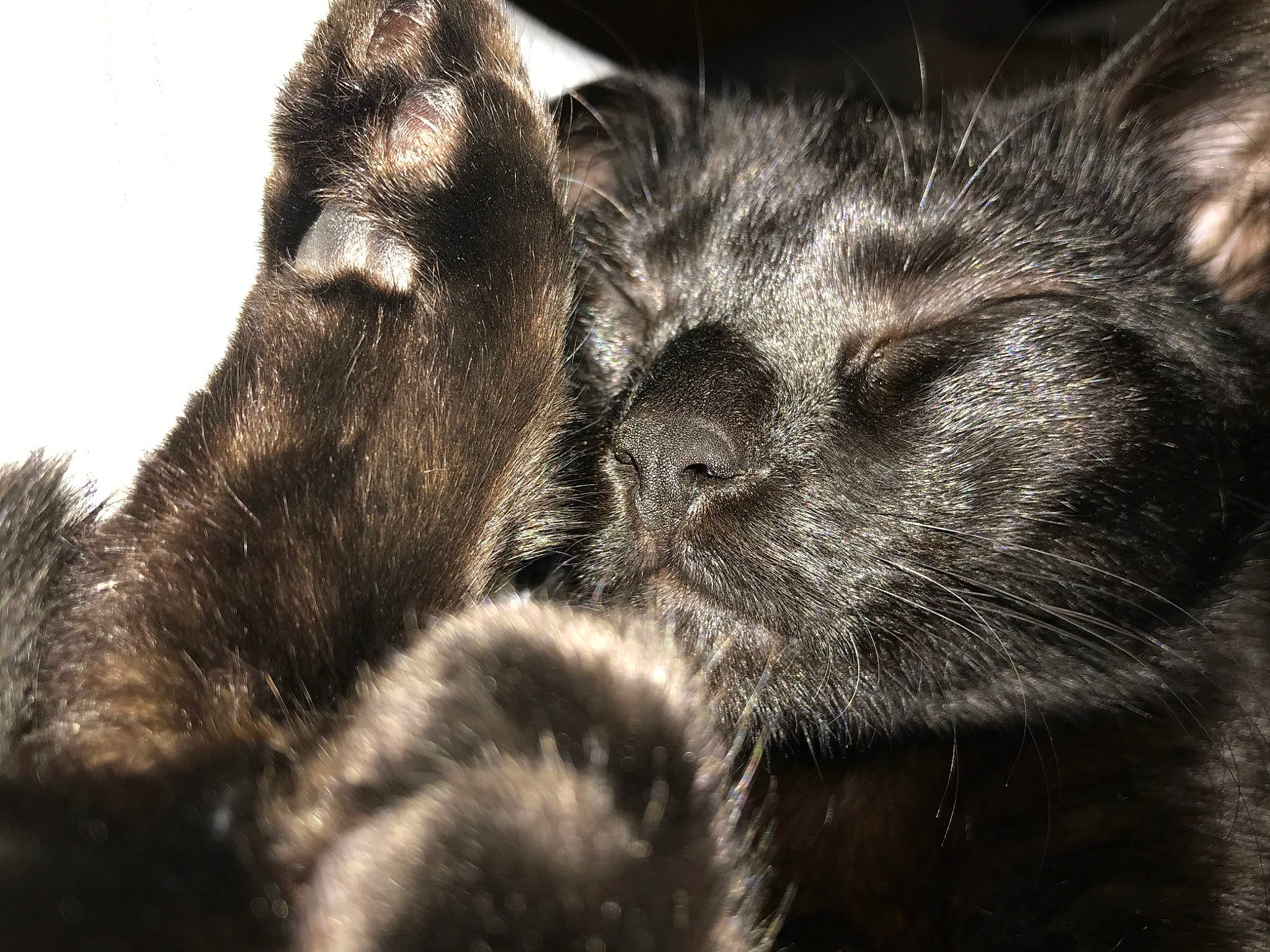 Magi Matheson Mistletoe joined the competition — help win amazing prizes! carnivore, cat, claw, close_up, dog_breed, domestic_short_haired_cat, felidae, fur, gesture, mammal, monochrome, monochrome_photography, paw, sky, small_to_medium_sized_cats, snout, terrestrial_animal, vertebrate, whiskers, wildlife