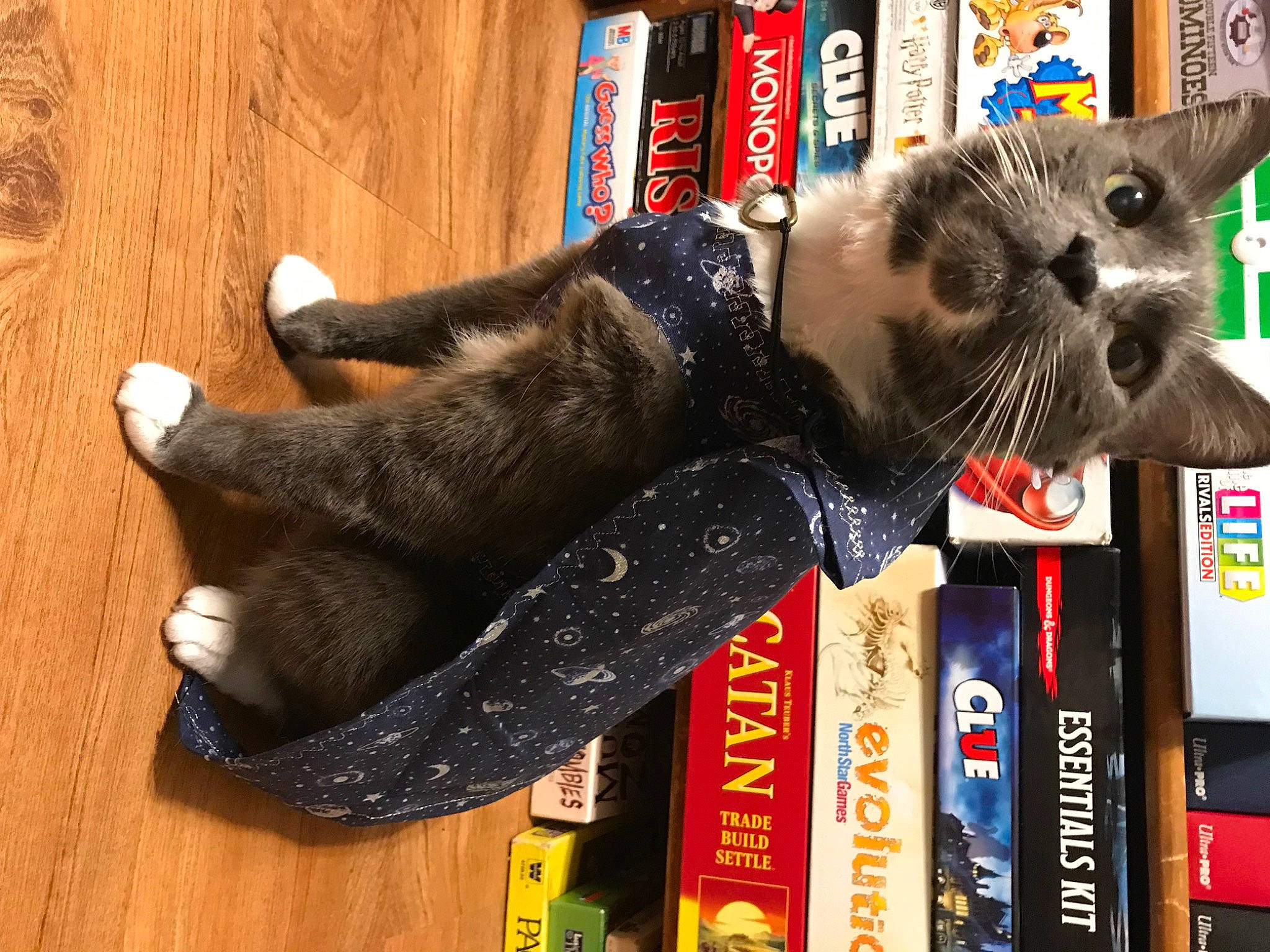 Bellatulus Robert Lightningclaw is registered to the contest to win money with this photo: book, bookcase, carmine, carnivore, cat, cat_supply, felidae, fur, hardwood, mammal, pet_food, publication, retail, shelf, shelving, small_to_medium_sized_cats, tail, toy, whiskers, wood