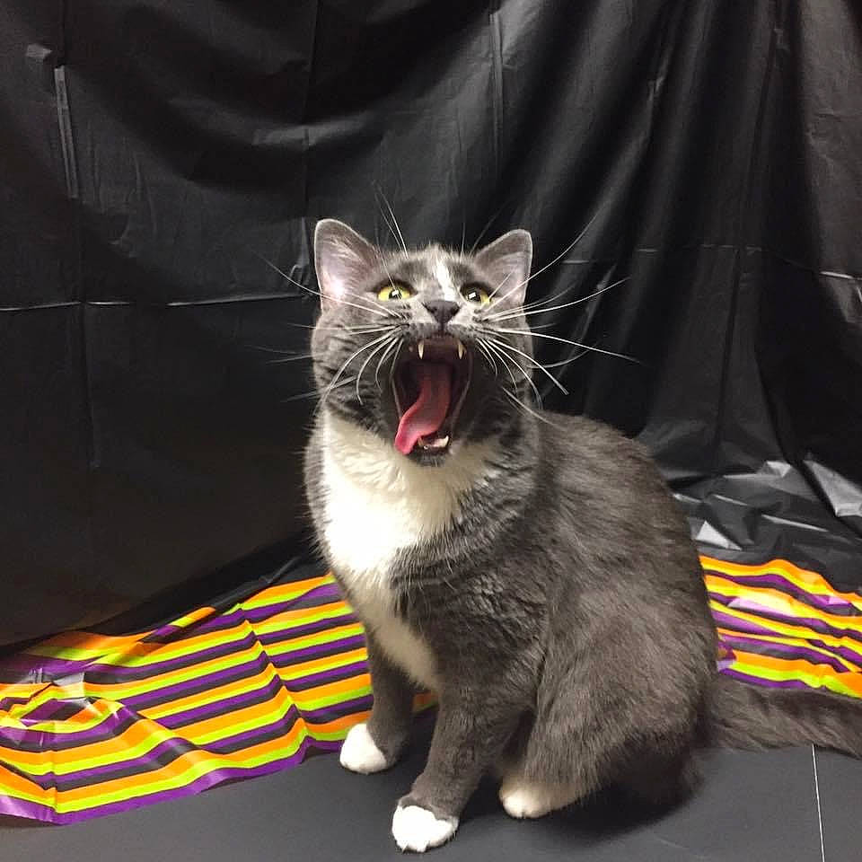 Bellatulus Robert Lightningclaw