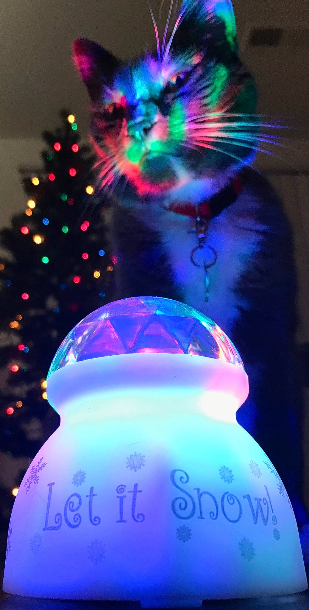 Bellatulus Robert Lightningclaw is registered to the contest to win money with this photo: christmas, christmas_decoration, christmas_ornament, christmas_tree, conifer, darkness, electric_blue, event, evergreen, gas, green, holiday, holiday_ornament, light, lighting, magenta, ornament, pink, purple, tree