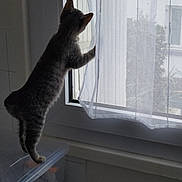 Lily a rejoint le concours — aidez-le/la à gagner de superbes lots ! animal, cat, curious, curtain, daylight, feline, gray_cat, home, house, indoor, kitten, looking_outside, natural_light, pet, plastic_container, standing, tile_wall, transparent_curtain, window, young_cat