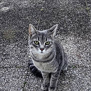 Lily participe au concours pour gagner de l'argent avec cette photo : alert, animal, cat, curious, daylight, ears, feline, fur, gray_tabby, green_eyes, looking_at_camera, nature, outdoor, pebble_ground, pet, quiet, sitting, small_animal, tail, whiskers