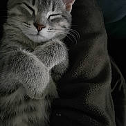 Lily a rejoint le concours — aidez-le/la à gagner de superbes lots ! kitten, cat, sleeping, gray, tabby, fur, whiskers, closed_eyes, cute, cozy, pet, animal, soft, paws, cuddly, resting, domestic_cat, indoor, closeup, relaxing