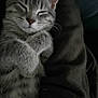 kitten, cat, sleeping, gray, tabby, fur, whiskers, closed_eyes, cute, cozy, pet, animal, soft, paws, cuddly, resting, domestic_cat, indoor, closeup, relaxing