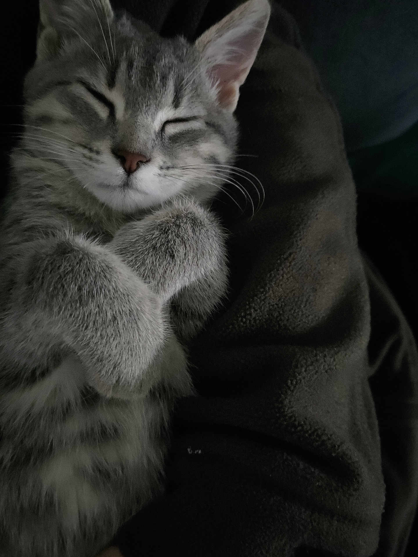 Lily a rejoint le concours — aidez-le/la à gagner de superbes lots ! kitten, cat, sleeping, gray, tabby, fur, whiskers, closed_eyes, cute, cozy, pet, animal, soft, paws, cuddly, resting, domestic_cat, indoor, closeup, relaxing