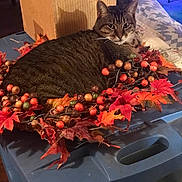 Lucy joined the competition — help win amazing prizes! cat, tabby_cat, pet, autumn_wreath, decorative_berries, fall_leaves, storage_tote, cardboard_box, quilt, indoor, cozy, close_up, sitting, whiskers, eyes, face, fur, holiday_lights, home_decor, seasonal_decor