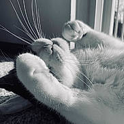 Vera is registered to the contest to win money with this photo: cat, feline, whiskers, paw, nose, fur, close_up, portrait, sleeping, relaxed, sunlight, window, indoor, carpet, monochrome, black_and_white, cozy, pet, domestic_cat, resting