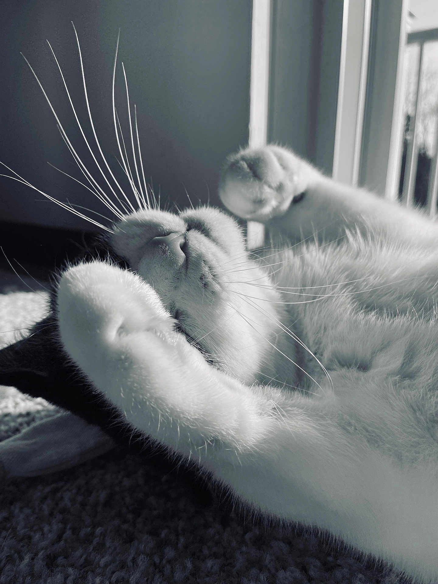 Vera is registered to the contest to win money with this photo: cat, feline, whiskers, paw, nose, fur, close_up, portrait, sleeping, relaxed, sunlight, window, indoor, carpet, monochrome, black_and_white, cozy, pet, domestic_cat, resting