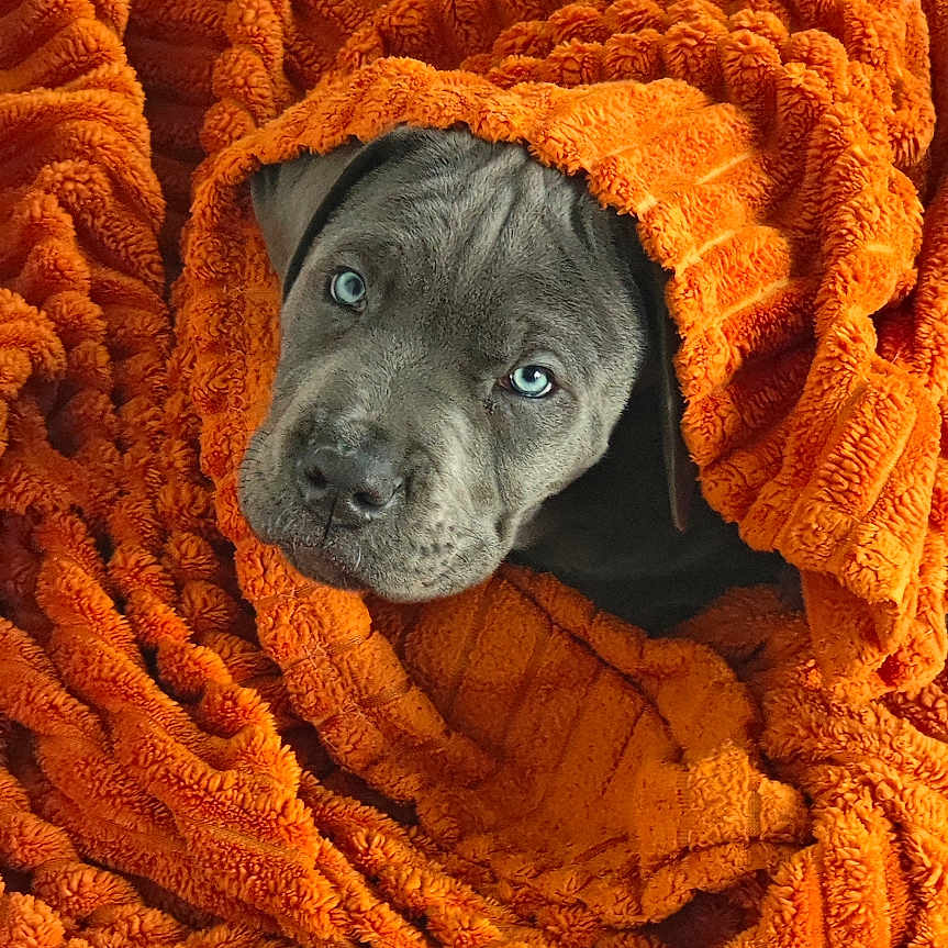 Storm participe au concours pour gagner de l'argent avec cette photo : animal, blanket, blue_eyes, canine, comfort, cozy, cute, dog, face, fur, gray_blanket, indoor, orange_blanket, pet, portrait, puppy, resting, snuggle, soft_texture, wrapped