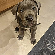 Storm participe au concours pour gagner de l'argent avec cette photo : puppy, dog, gray, floor, tile, carpet, animal, pet, cute, young, indoor, looking_up, ears, whiskers, paws, nose, fur, small, adorable, canine