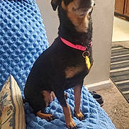 Lily is registered to the contest to win money with this photo: dog, small_dog, black_dog, pink_collar, indoor, chair, blue_blanket, pillow, carpet, books, wall, kitchen, floor, pet, animal, sitting, curious, domestic, household, furniture