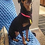 dog, small_dog, black_dog, pink_collar, indoor, chair, blue_blanket, pillow, carpet, books, wall, kitchen, floor, pet, animal, sitting, curious, domestic, household, furniture