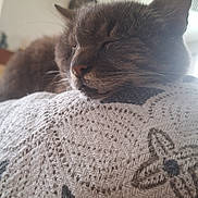 Ficelle participe au concours pour gagner de l'argent avec cette photo : animal, cat, close_up, comfort, cozy, cushion, ears, feline, fur, home, indoor, nose, pattern, pet, relaxation, resting, sleeping, soft_light, texture, whiskers