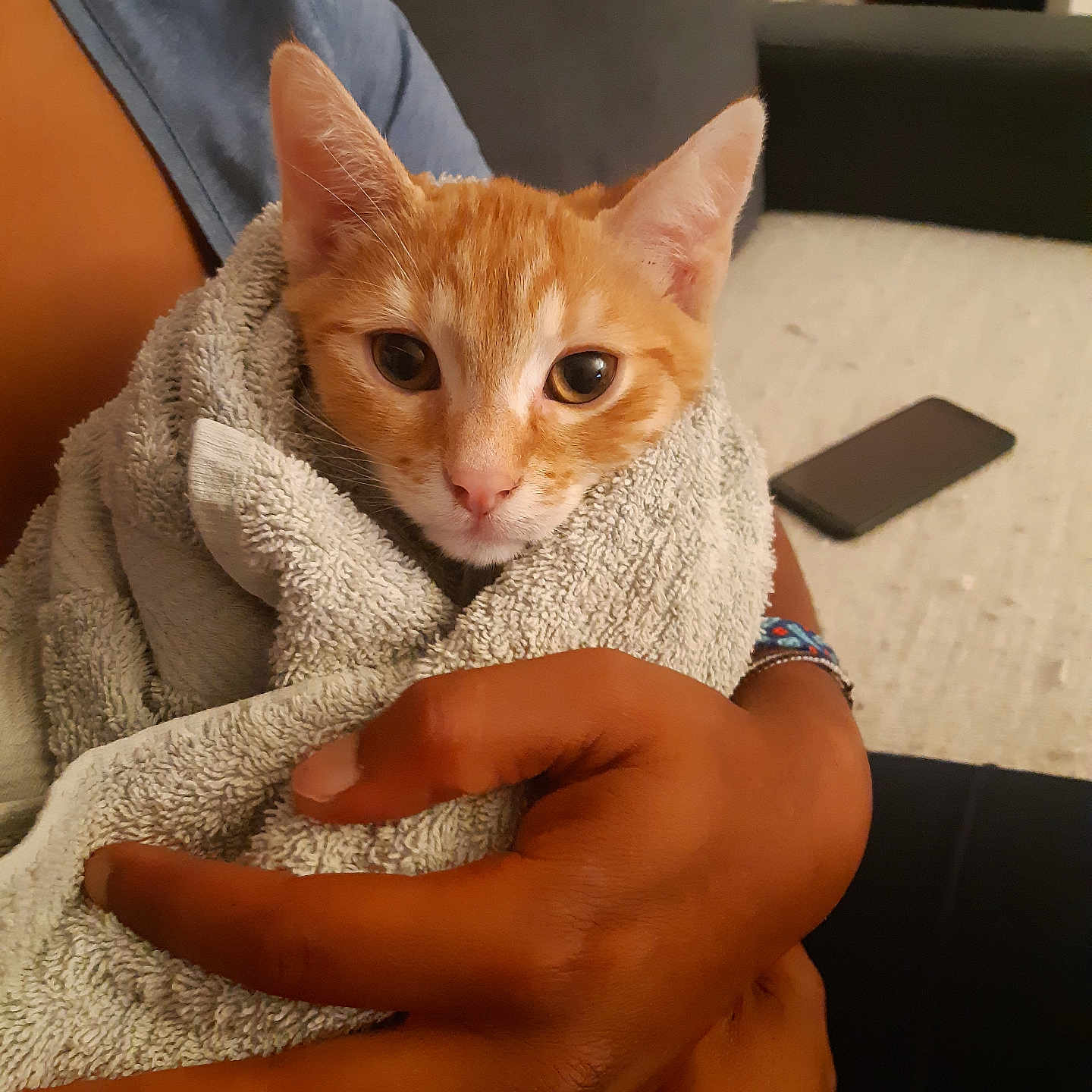 Quarantaine participe au concours pour gagner de l'argent avec cette photo : abyssinian, animal, blanket, bodypart, cat, computer, couch, electronics, finger, furniture, hand, kitten, laptop, manx, mobilephone, pc, person, pet, phone, towel