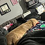 animal, bedroom, black_cat, blanket, cat, certificate, comfort, cozy, dog, furniture, home, indoor, light_brown_dog, microwave, pet, relaxing, resting, sleeping, snuggle, wall_art
