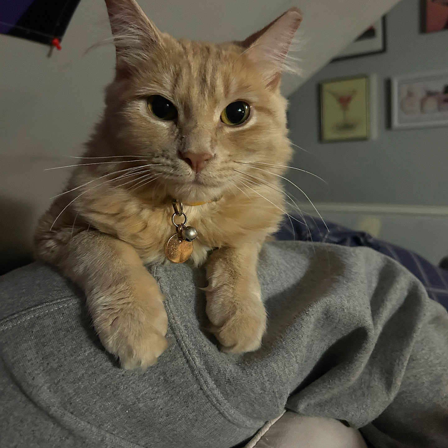 Bagheera is registered to the contest to win money with this photo: animal, cat, closeup, collar, cozy, curious, cute, domestic_cat, feline, furry, gray_sweatshirt, indoor, orange_cat, paws, pet, portrait, relaxed, resting, soft_light, whiskers