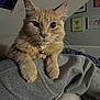 animal, cat, closeup, collar, cozy, curious, cute, domestic_cat, feline, furry, gray_sweatshirt, indoor, orange_cat, paws, pet, portrait, relaxed, resting, soft_light, whiskers