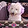 Cloe Bear