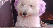Cloe Bear joined the competition — help win amazing prizes! animal, closeup, container, cozy, cute, dog, fabric, flowers, fluffy, furry, household, indoor, pattern, pet, playpen, polka_dots, purple_ears, resting, tongue_out, white