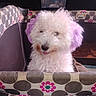 Cloe Bear joined the competition — help win amazing prizes! dog, fluffy, white, purple_ears, playpen, indoor, pet, animal, cute, furry, tongue_out, household, container, fabric, pattern, polka_dots, flowers, resting, closeup, cozy