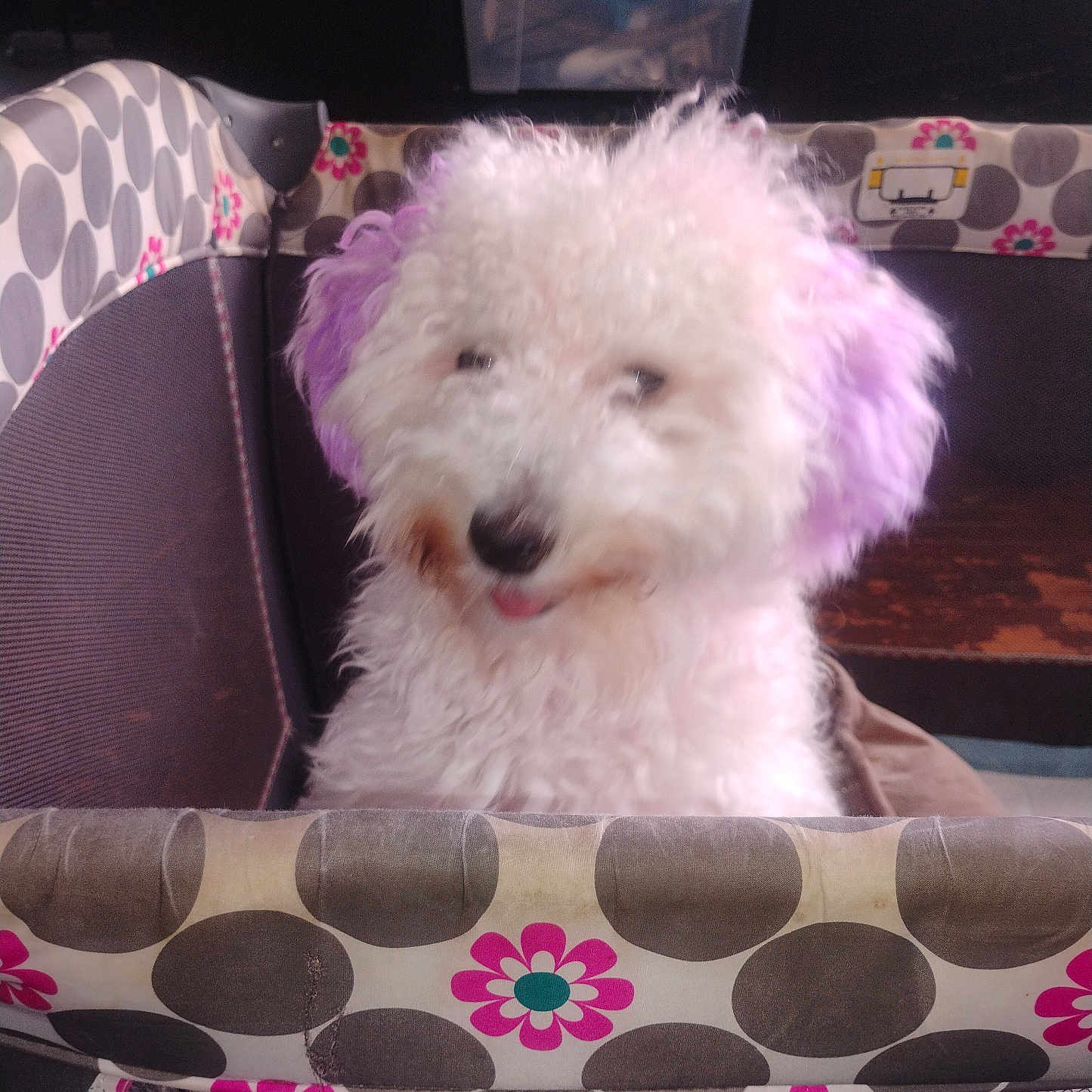 Cloe Bear joined the competition — help win amazing prizes! dog, fluffy, white, purple_ears, playpen, indoor, pet, animal, cute, furry, tongue_out, household, container, fabric, pattern, polka_dots, flowers, resting, closeup, cozy