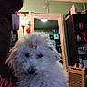 dog, white_dog, bow, person, headphones, indoor, lamp, shelf, green_wall, doorway, household_items, cozy, pet, fluffy, cute, portrait, holding, black_hair, pink_headphones, room