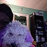 Cloe Bear joined the competition — help win amazing prizes! dog, tiara, purple_fur, person, indoor, shelf, household_items, curly_fur, pet, smile, head, face, light, wall, doorway, ceiling, furniture, storage, crown, portrait