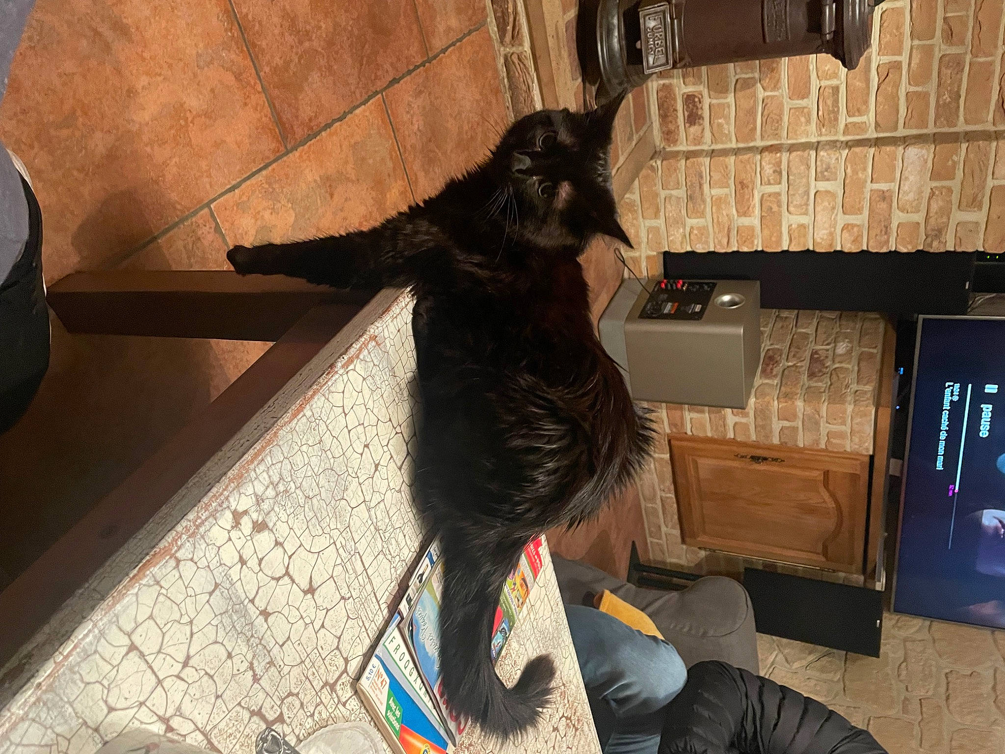 Yvan a rejoint le concours — aidez-le/la à gagner de superbes lots ! black_cat, canidae, carnivore, dog_breed, domestic_short_haired_cat, felidae, flooring, fun, fur, hardwood, human_leg, room, small_to_medium_sized_cats, snout, tail, television, tree, whiskers, wood, working_animal