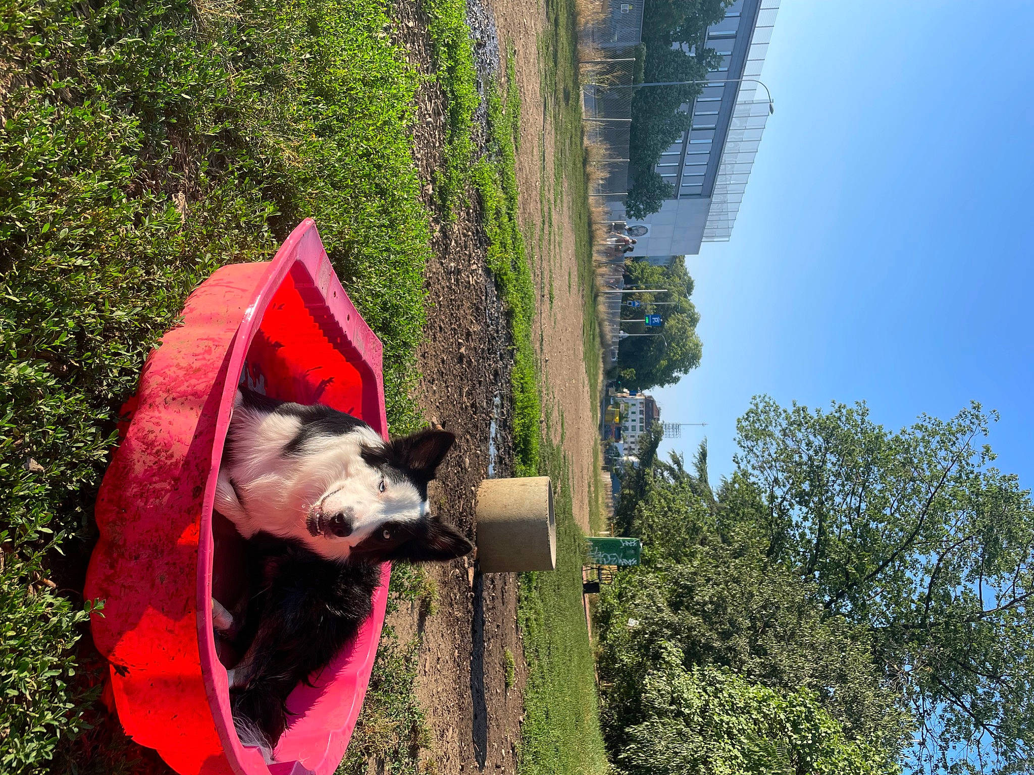 Lupo a rejoint le concours — aidez-le/la à gagner de superbes lots ! adventure, building, carmine, carnivore, companion_dog, coquelicot, dog, dog_breed, dog_supply, fun, grass, leisure, plant, sky, sporting_group, tail, travel, tree, trunk, world