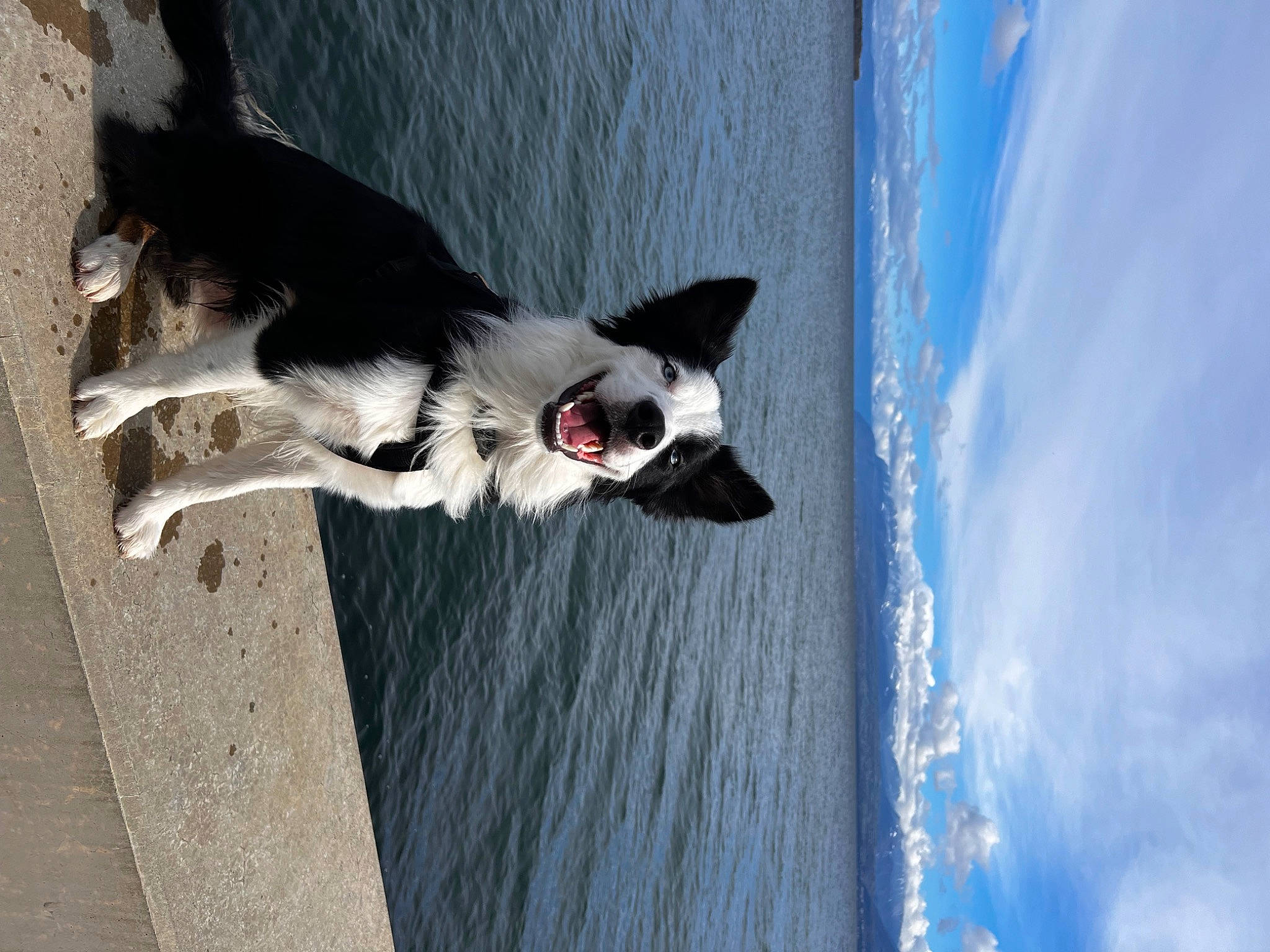 Lupo a rejoint le concours — aidez-le/la à gagner de superbes lots ! blue, canidae, carmine, carnivore, cloud, companion_dog, cumulus, dog, dog_breed, dog_collar, electric_blue, shadow, sky, snout, sporting_group, tail, tree, water, wood, working_dog