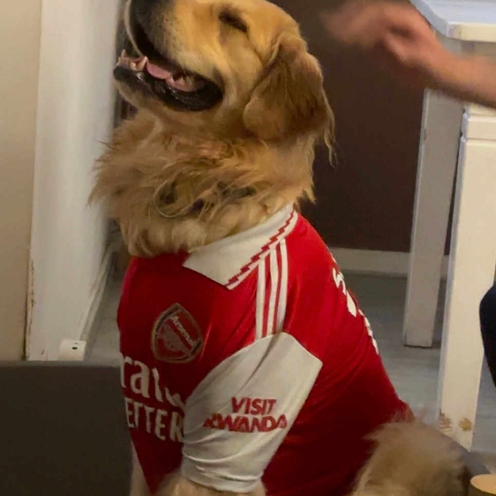 Uno a rejoint le concours — aidez-le/la à gagner de superbes lots ! animal, ball, canine, dog, face, goldenretriever, head, indoors, interiordesign, lamp, person, pet, photography, plant, portrait, pottedplant, puppy, sport, tennis, tennisball