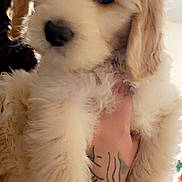 Shaggy joined the competition — help win amazing prizes! puppy, dog, golden_retriever, fluffy, cute, pet, indoor, hand, tattoo, fur, animal, young_dog, close_up, adorable, mammal, domestic_animal, portrait, face, light, background