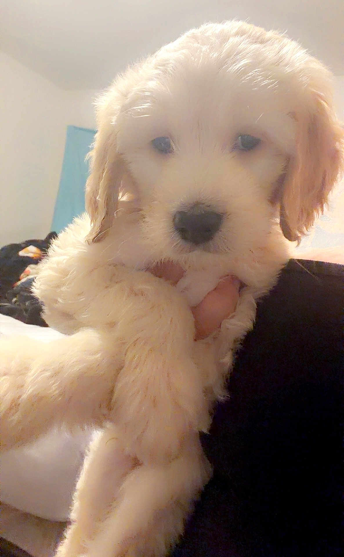 Shaggy is registered to the contest to win money with this photo: puppy, dog, fluffy, closeup, indoor, soft_lighting, cute, pet, animal, cream_color, fur, young, adorable, sleepy, hand, cozy, portrait, companion, domestic, friend