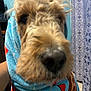 Merlin joined the competition — help win amazing prizes! animal, blue, brown, close_up, cozy, cute, dog, face, fluffy, fur, home, indoor, looking, nose, pattern, pet, portrait, snout, towel, wrapped