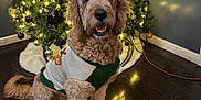 Merlin is registered to the contest to win money with this photo: brown, canine, christmas_tree, cozy, curly_fur, decorations, dog, festive, floor, golden_doodle, happy, holiday_decor, home, indoor, lights, pet, portrait, smiling, sweater, tree_skirt