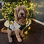 brown, canine, christmas_tree, cozy, curly_fur, decorations, dog, festive, floor, golden_doodle, happy, holiday_decor, home, indoor, lights, pet, portrait, smiling, sweater, tree_skirt