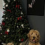 Merlin is registered to the contest to win money with this photo: animal, black_and_white_painting, canine, celebration, christmas_tree, decorations, dog, festive, floor, fur, fur_rug, happy, holiday, indoor, ornaments, pet, red_bows, smiling, tree_skirt, window_blinds