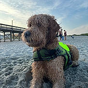 Merlin is registered to the contest to win money with this photo: animal, background, beach, canine, cloudy_sky, curly_hair, daytime, dog, harness, leisure, nature, outdoor, people, pet, pier, resting, sand, sky, summer, waterfront