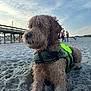animal, background, beach, canine, cloudy_sky, curly_hair, daytime, dog, harness, leisure, nature, outdoor, people, pet, pier, resting, sand, sky, summer, waterfront