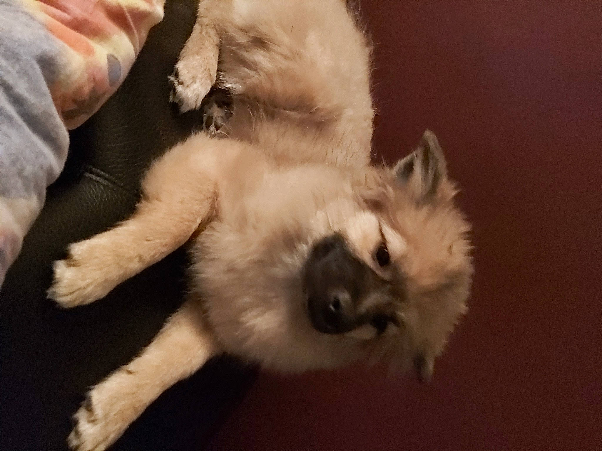 Bella a rejoint le concours — aidez-le/la à gagner de superbes lots ! balinese, carnivore, dog_breed, facial_expression, fawn, felidae, kitten, mammal, photograph, puppy, small_to_medium_sized_cats, snout, spitz, sporting_group, tail, textile, vertebrate, whiskers, white, yellow