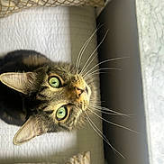 Frisky joined the competition — help win amazing prizes! cat, tabby, green_eyes, whiskers, indoor, quilted_bedspread, pillow, patterned_pillow, marble_windowsill, natural_light, pet, feline, looking_up, close_up, fur, domestic_animal, curious, cozy, home, animal