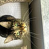cat, tabby, green_eyes, whiskers, indoor, quilted_bedspread, pillow, patterned_pillow, marble_windowsill, natural_light, pet, feline, looking_up, close_up, fur, domestic_animal, curious, cozy, home, animal