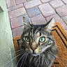 Frisky joined the competition — help win amazing prizes! cat, tabby_cat, green_eyes, whiskers, welcome_mat, brick_patio, outdoor, pet, animal, feline, curious, close_up, portrait, fur, ears, nose, face, looking_up, texture, home