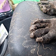 Gus is registered to the contest to win money with this photo: adventure, animal, black, close_up, dirt, dirty, dog, fur, grass, leather, messy, muddy, nails, nature, outdoor, paws, pet, resting, surface, texture