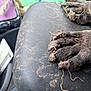adventure, animal, black, close_up, dirt, dirty, dog, fur, grass, leather, messy, muddy, nails, nature, outdoor, paws, pet, resting, surface, texture