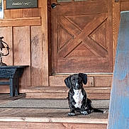 Gus is registered to the contest to win money with this photo: dog, puppy, wooden_porch, door, wood_paneling, vintage, bench, mat, pet, sitting, black_and_white, canine, domestic_animal, floor, step, outdoor, home, quiet, calm, animal