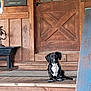 dog, puppy, wooden_porch, door, wood_paneling, vintage, bench, mat, pet, sitting, black_and_white, canine, domestic_animal, floor, step, outdoor, home, quiet, calm, animal